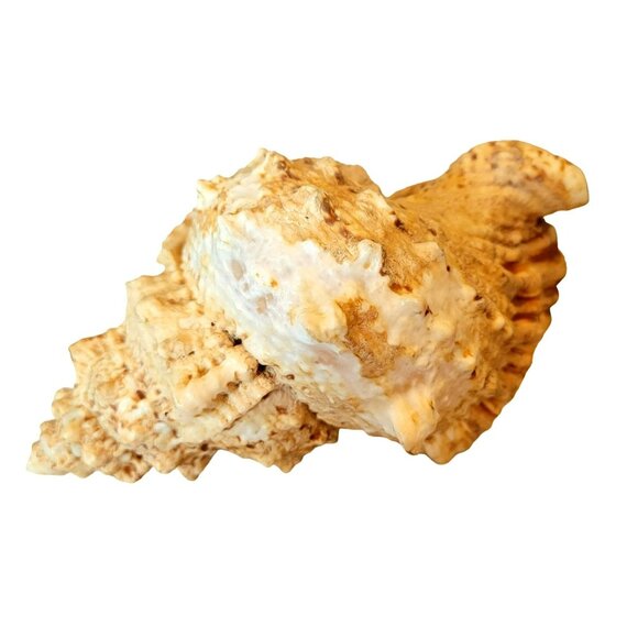 Large Frog Conch Seashell Tutufa Bubo Natural Vintage Shell JH1356 - Picture 5 of 6